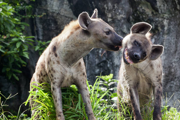 Hyena Family.