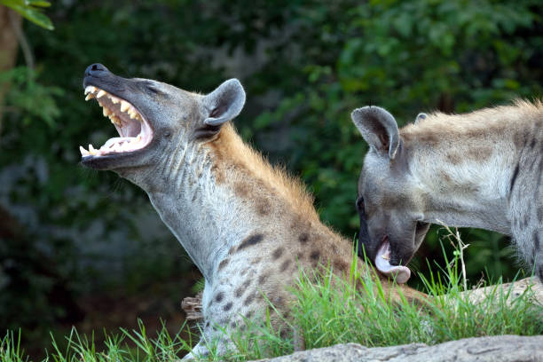 Hyena Hyena 2 stood  in the forest in love. hyena stock pictures, royalty-free photos & images