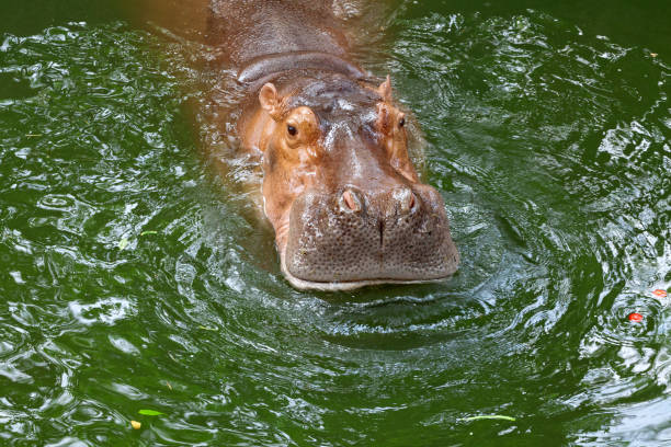 istock hippo / The hippopotamus 1008717292