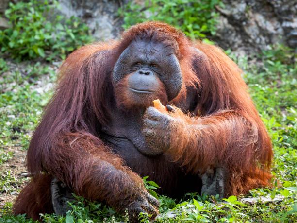 orangutan - orangutan ape endangered species zoo imagens e fotografias de stock