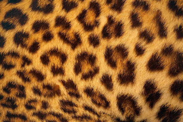 tiger haut. - leopard stock-fotos und bilder