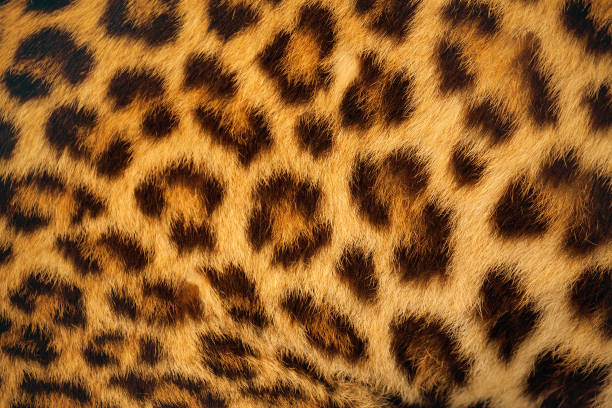 Tiger skin. Tiger skin background. hairy stock pictures, royalty-free photos & images