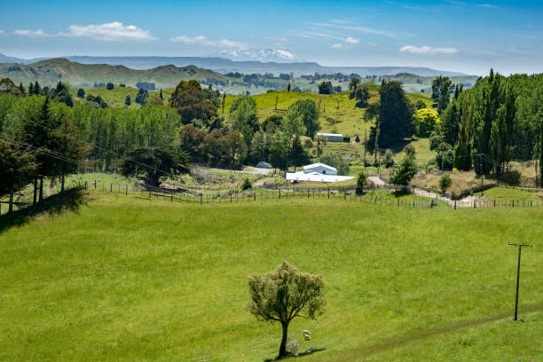 istock Rural agricultural pasture in NZ 1008719966