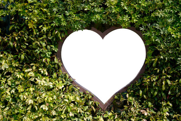 istock green leaf and heart Pierce at the center with clipping paths 1008725286