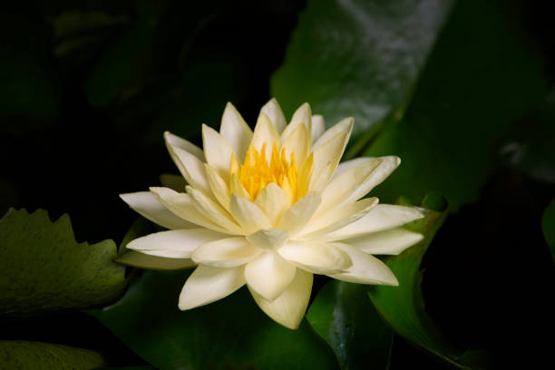 istock Colorful lotus flower blooming. 1008731870