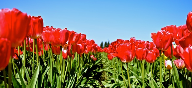 Tulips flowers in bloom. Did you know that all tulips have six petals, six sepals, six stamens and a single pistil? These lovely flowers can easily cheer up your day.