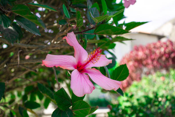 istock Rose hibiscus flower on the leaves 1008741322