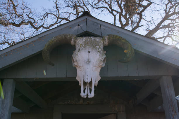 istock Ram skull hanging on doorway roof 1008758560