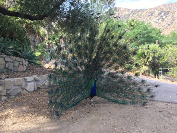 istock front view of a Peacock as he fans his vibrant tail 1008765150