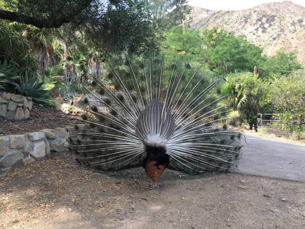 istock back view of a Peacock as he fans his vibrant tail 1008765160