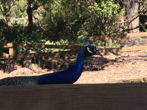 istock Peacock head and neck over the pasture fence 1008765174