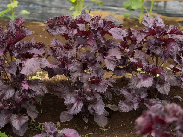 Shiso field