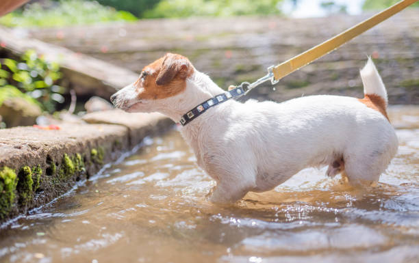 istock Little playful Jack Russell Terrier dog playing in waterfall 1008769958