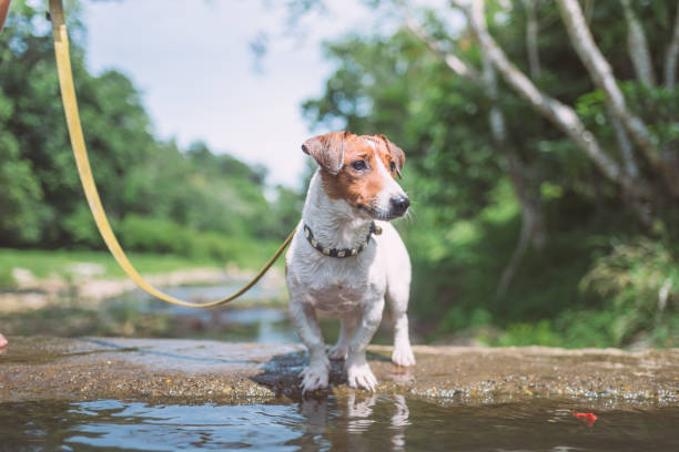 istock Little playful Jack Russell Terrier dog playing in waterfall 1008769960