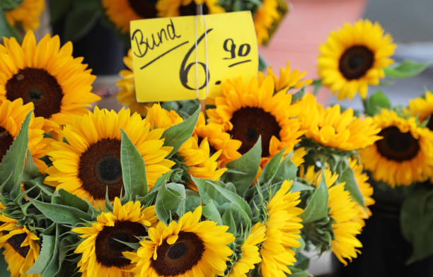 istock Sunflowers for sale in Germany 1008770006