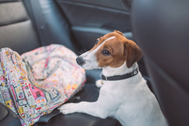 istock Little playful Jack Russell Terrier dog playing in waterfall 1008770056