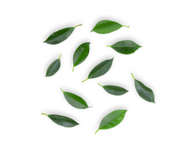 istock green leaf isolated on white background, flat lay, top view 1008770066
