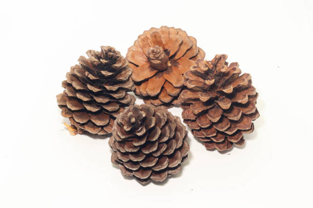 istock Closeup of Dry brown Pine cone on white background 1008774992