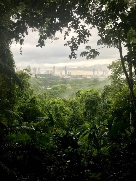 Two WorldS Collide: Panama City from Jungle
