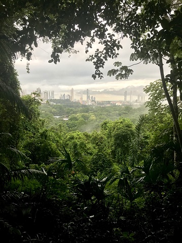 Panama City from Parque Metropolitano Rainforest