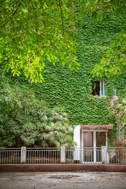istock green color plants climbing on the house wall 1008775680