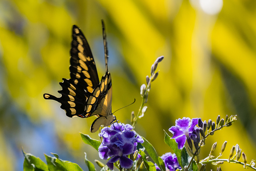 Butterfly with flowers, summer, southern california