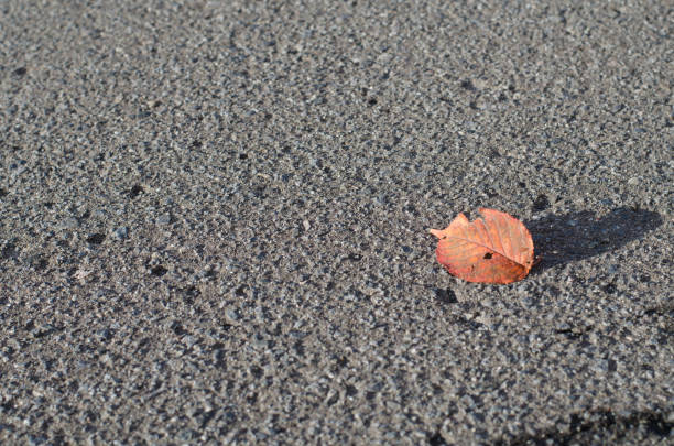 istock A piece of fallen leaves 1008783764