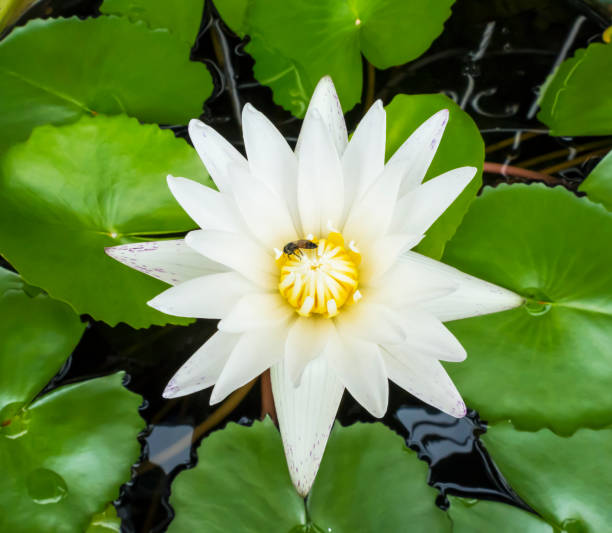 istock Beauty water lily flower white and green leaf 1008783822