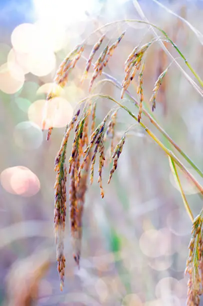 A shot of ear of rice in bokeh effect on day light
