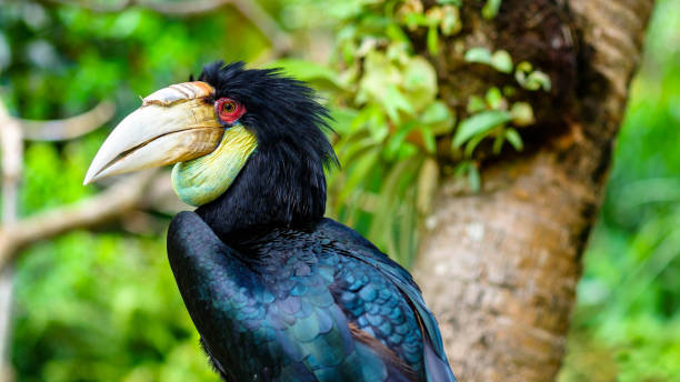 Female Wreathed Hornbill Female Wreathed Hornbill on tree branch wreathed hornbill stock pictures, royalty-free photos & images