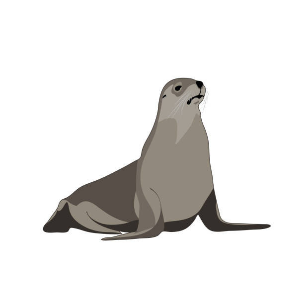 illustrazioni stock, clip art, cartoni animati e icone di tendenza di animale sigillare. immagine vettoriale - foca