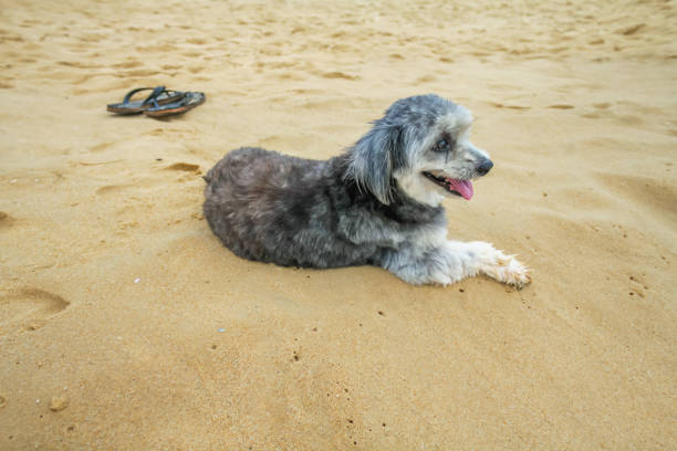 istock Happy little dog lying on a sandy beach. 1008789094