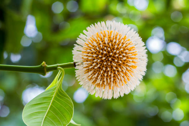 istock Neolamarckia cadamba or kodom flowers in india 1008791428