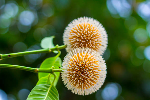 istock Neolamarckia cadamba or kodom flowers in india 1008791468