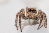 Close up of a cute little jumping spider on a white background