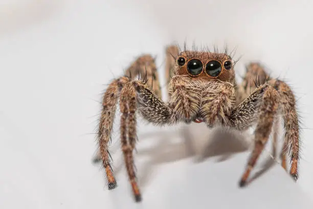 Photo of Close up of a cute little jumping spider on a white background