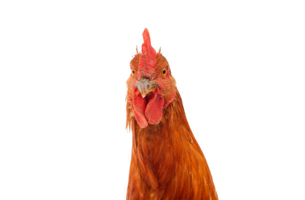 istock head of rooster chicken 1008799894