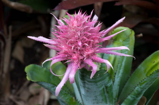 istock Flower of a Silver Vase plant bromeliad 1008805450