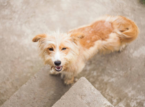 istock cute dog closeup. 1008812494
