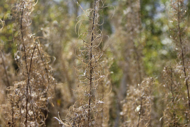 istock Closeup dry grass in the forest 1008812928