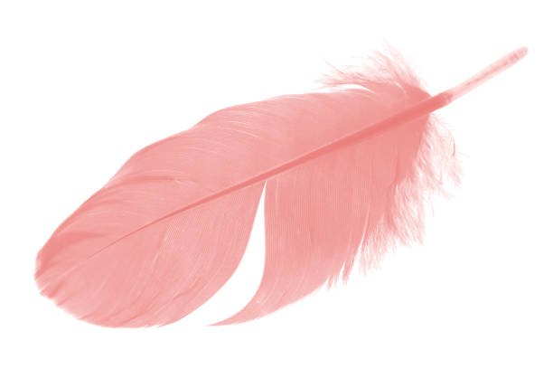 istock coral pink feather on white background 1008818970