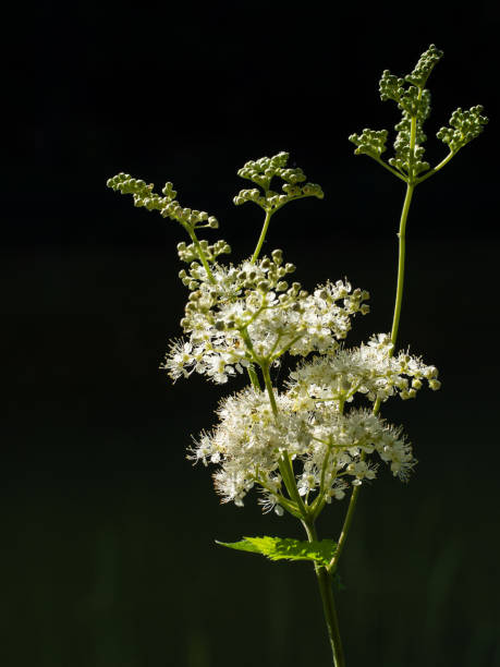 Oak-leaved spirea, Spiraea chamaedryfolia, blooms luxuriantly with small white flowers in the garden. Magnificent shrub Spiraea chamaedryfolia