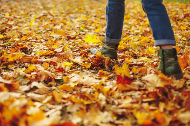istock Leather shoes walking on fall leaves Outdoor 1008822364