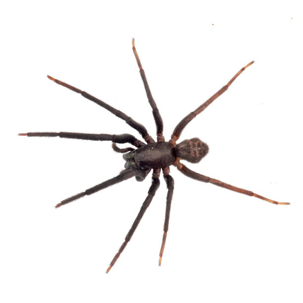 istock Very dark and hairy spider isolated on white. Segestria florentina. Cellar spider. 1008822894