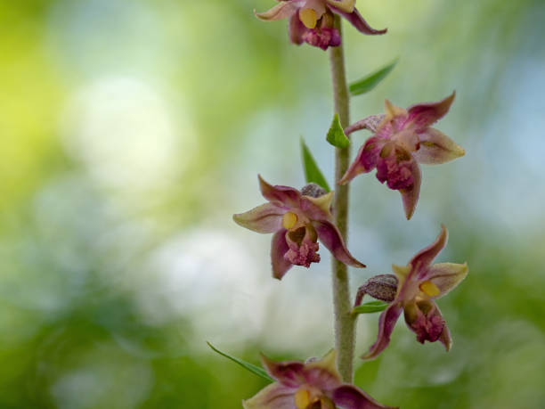Epipactis atrorubens