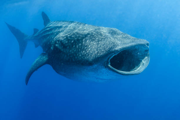tiburón ballena nadando y alimentándose en la superficie del océano de isla mujeres, méxico - filter feeder fotografías e imágenes de stock