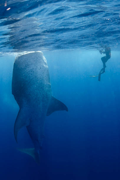 tiburón ballena nadando y alimentándose en la superficie del océano de isla mujeres, méxico - filter feeder fotografías e imágenes de stock