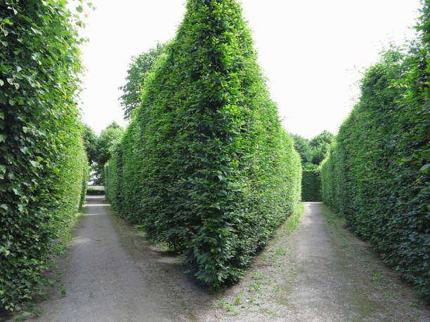istock Ideally geometrically cropped shorn trees in abstract well-kept park 1008825664