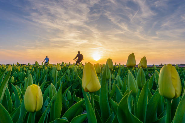 campos hermosos tulipanes en holanda en primavera bajo un cielo de amanecer - field tulip flower tree fotografías e imágenes de stock