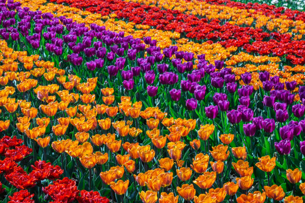 champs de belles tulipes aux pays-bas au printemps sous un ciel de sunrise - spring daffodil flower sky photos et images de collection